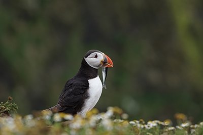 Puffin taken with the sony a6500 and sel70200g
