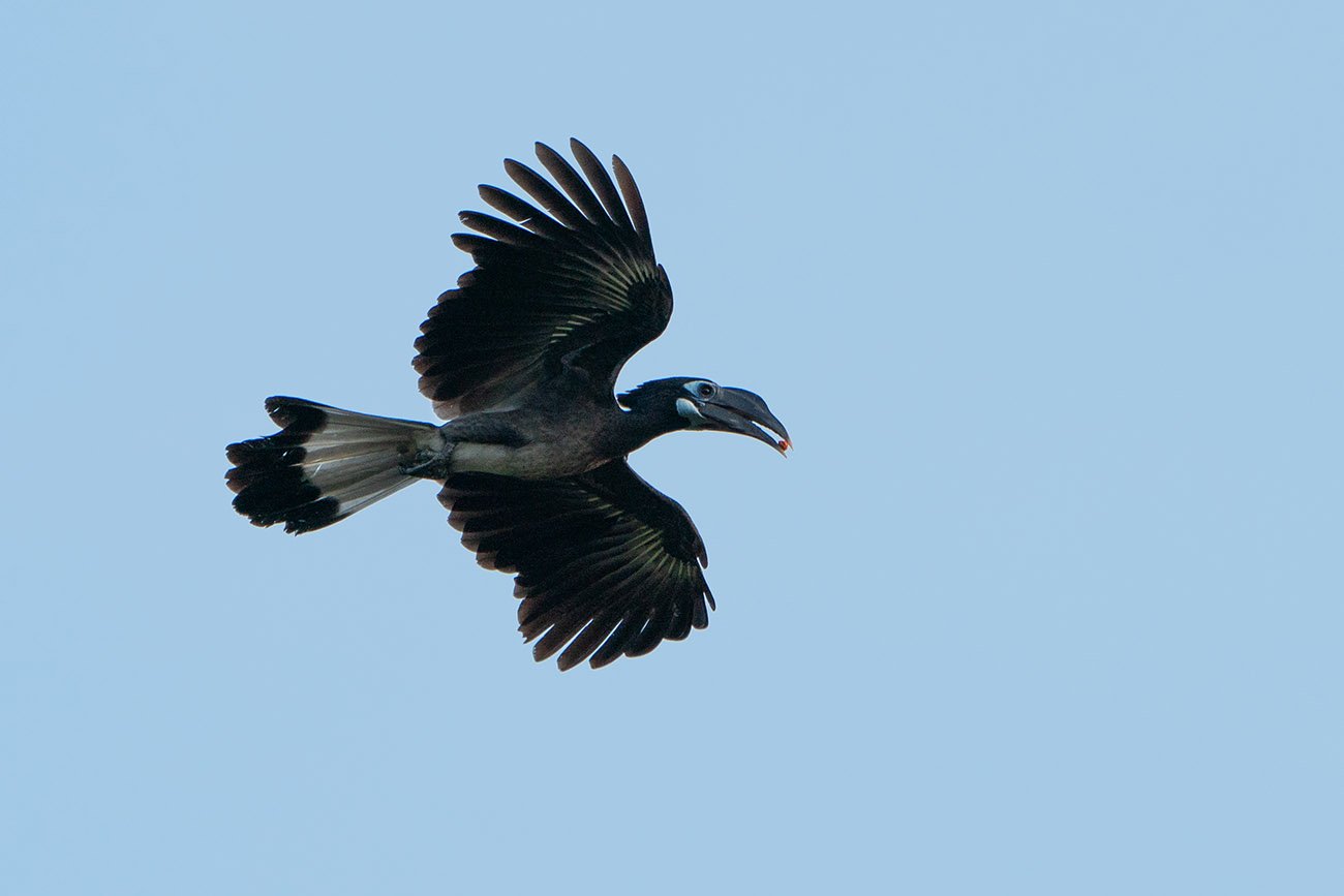 asian black hornbill