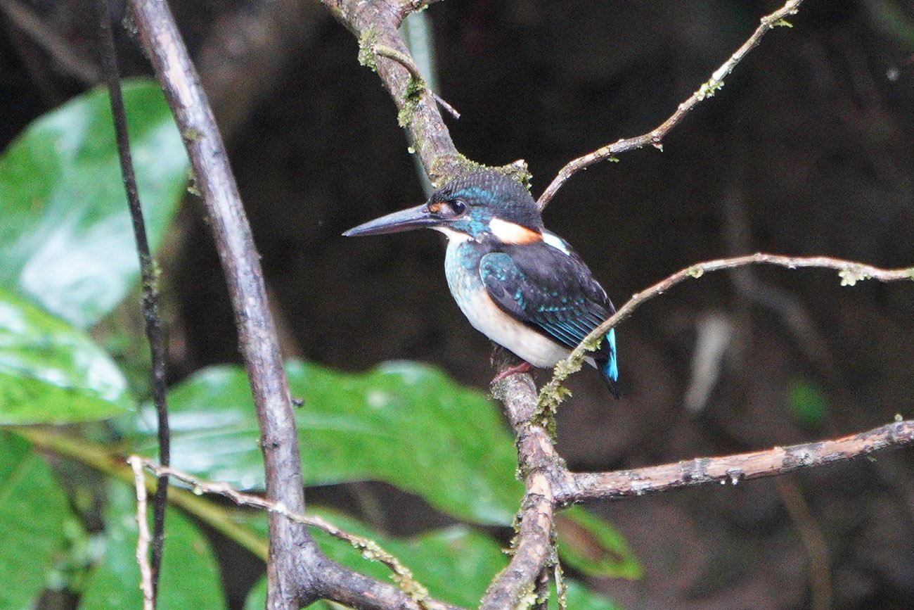 blue banded kingfisher