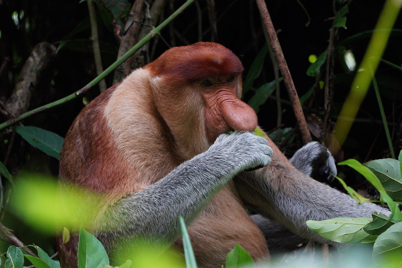 proboscis monkey