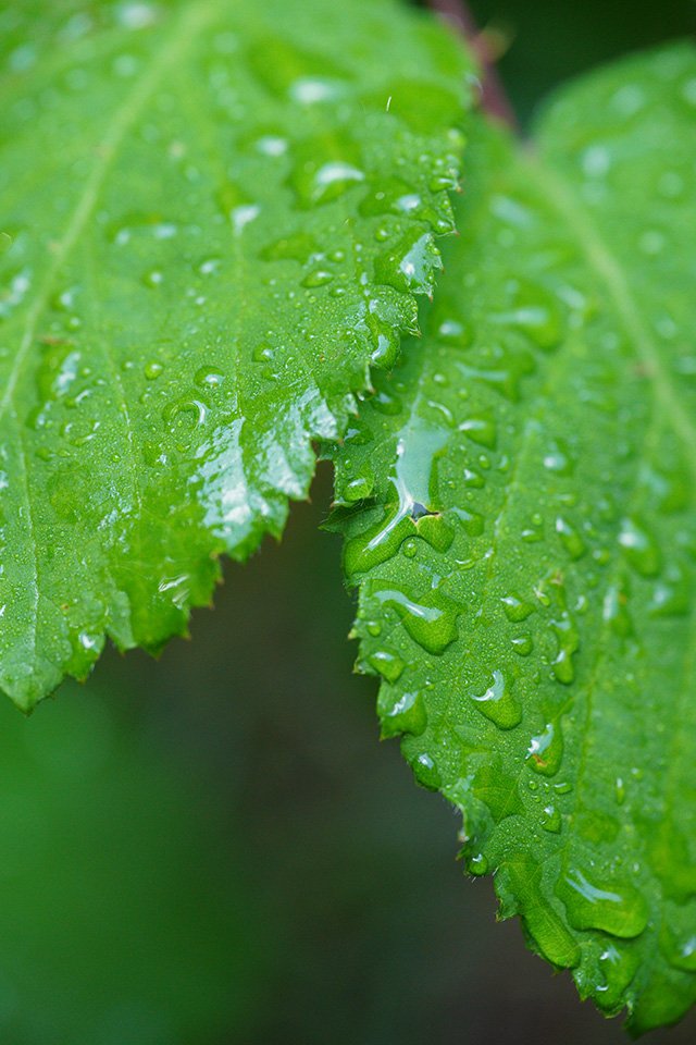 wet leaves sigma 70mm macro