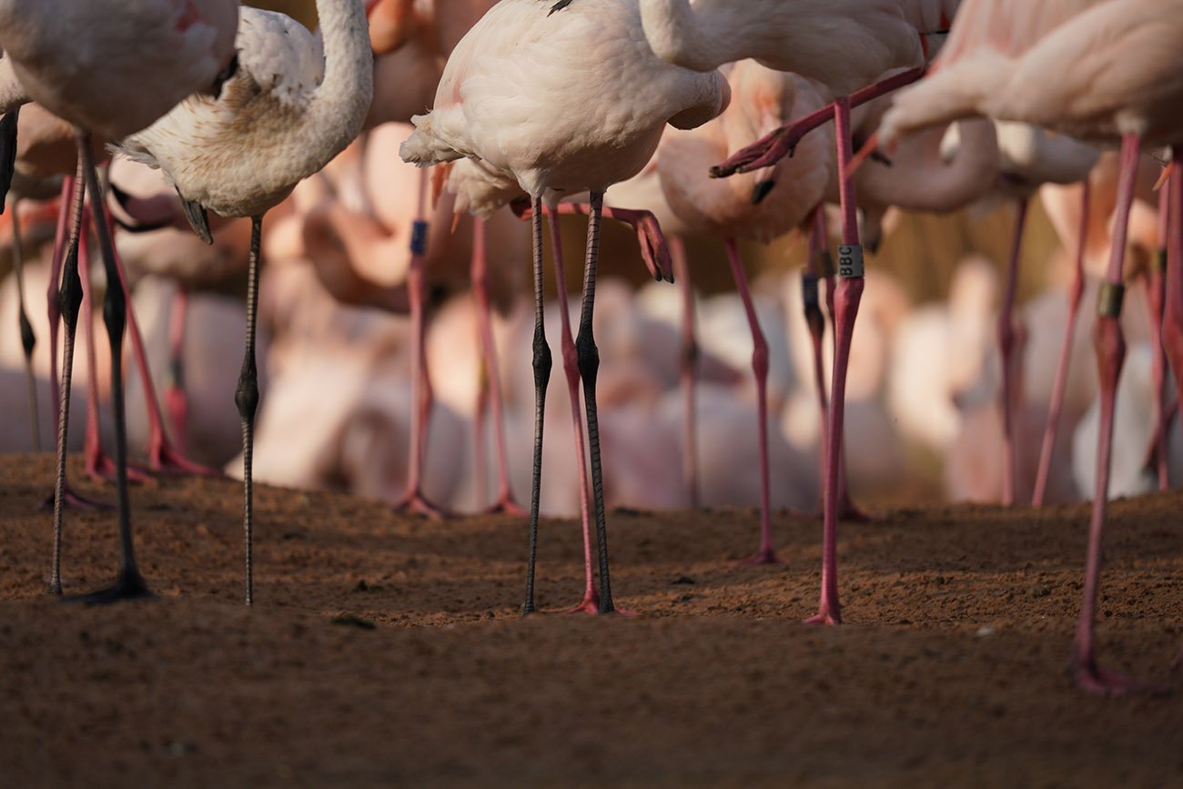 Flamingo Legs Sigma 60-600 Sample Image Sony A7R III