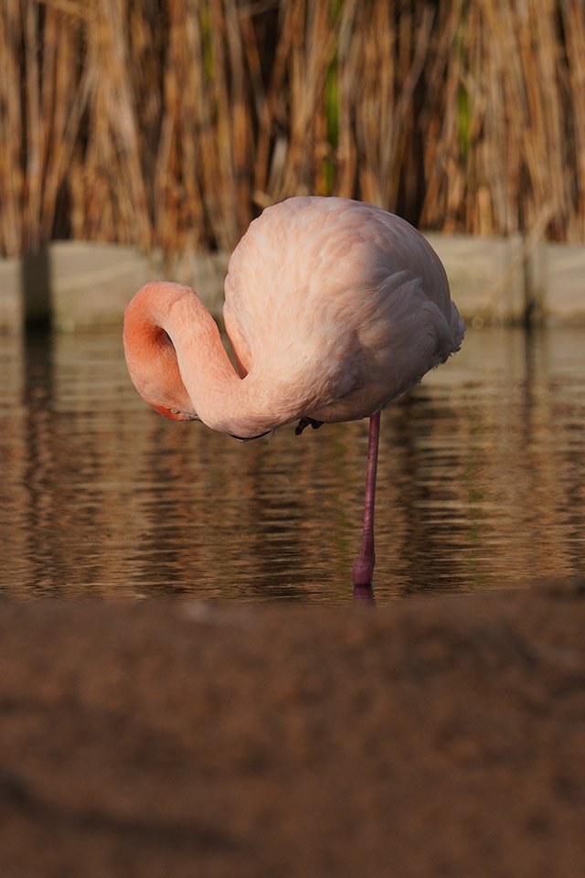 Flamingo Sigma 60-600 Sample Image Sony A7RIII