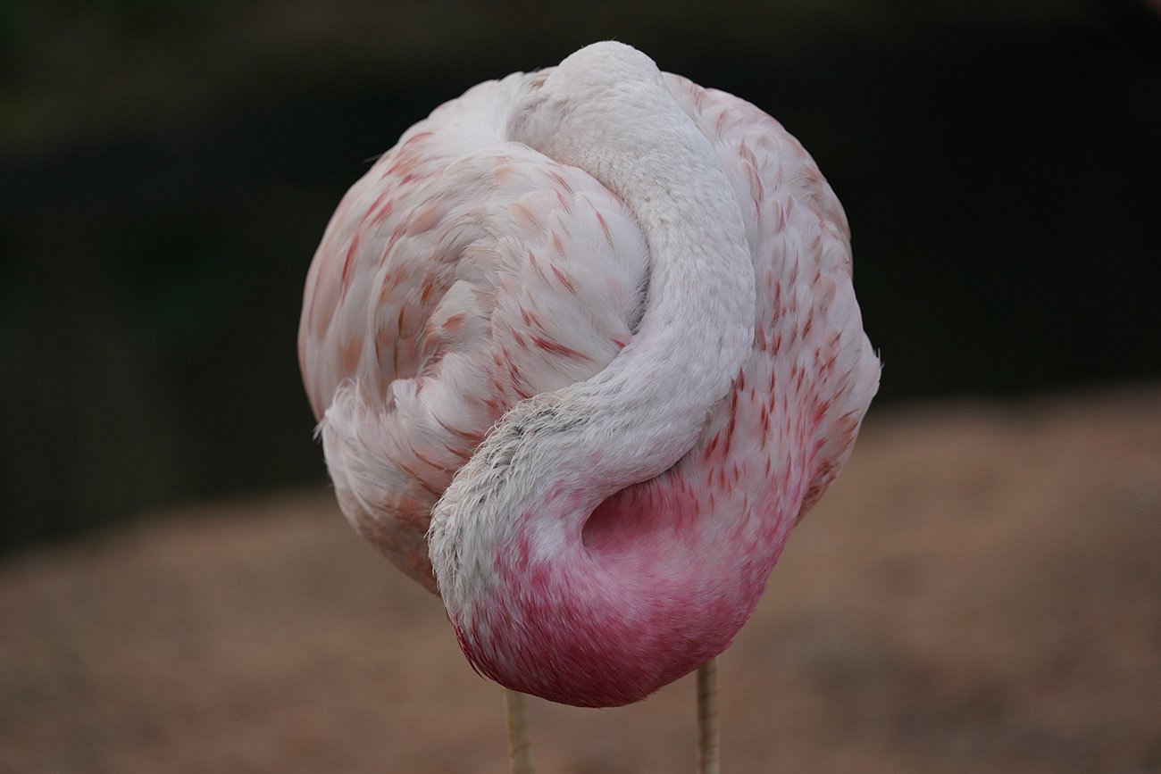 Flamingo Sigma 60-600 Sample Image Sony A9