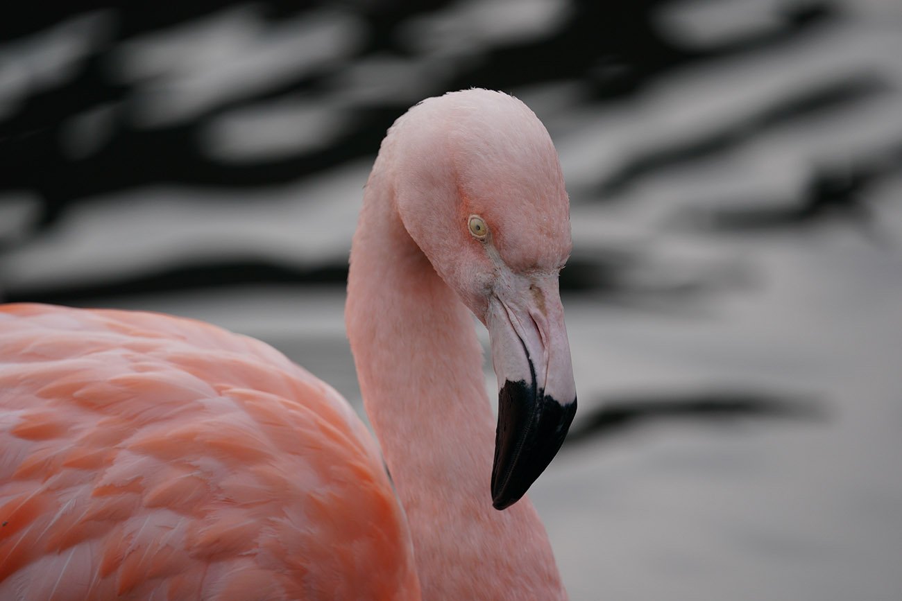 Flamingo Sigma 60-600 Sample Image Sony A9