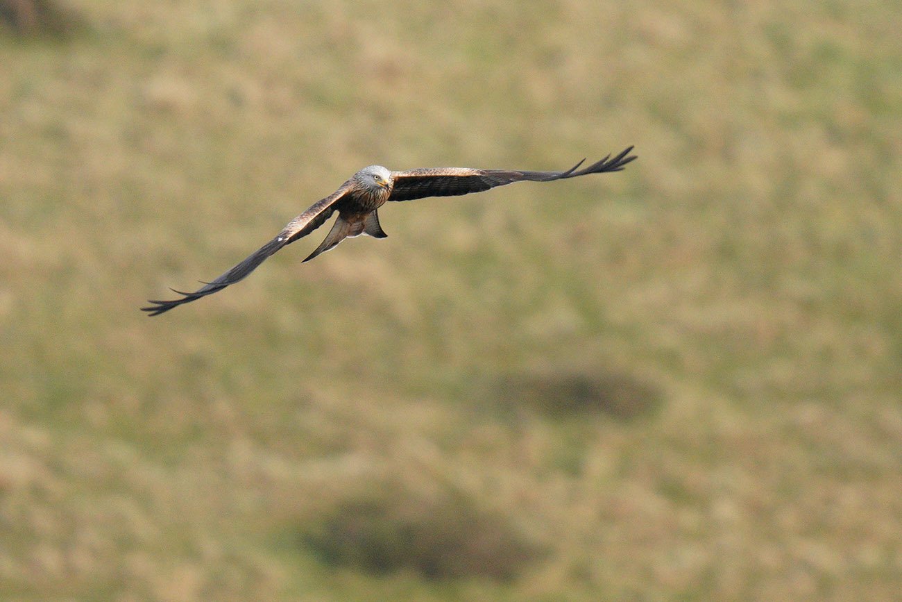 Red Kite Sigma 60-600 Sample Image Sony A9