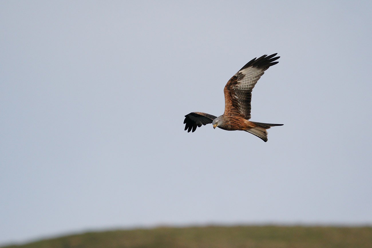 Red Kite Sigma 60-600 Sample Image Sony A9