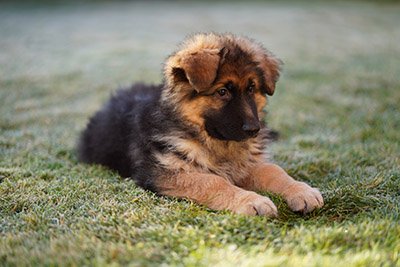 sony a7iii sample images gsd puppy long hair