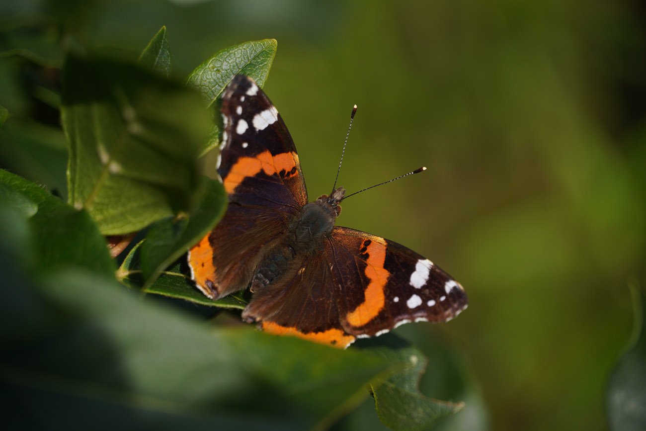 sony a6400 sample image butterfly