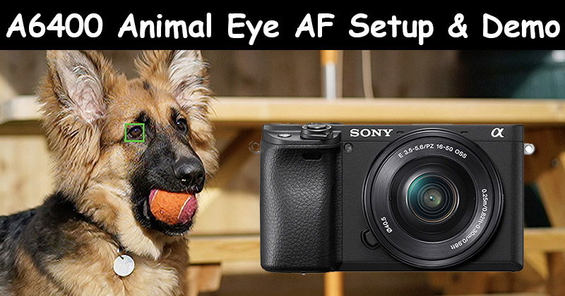 sony a6400 animal eye af setup