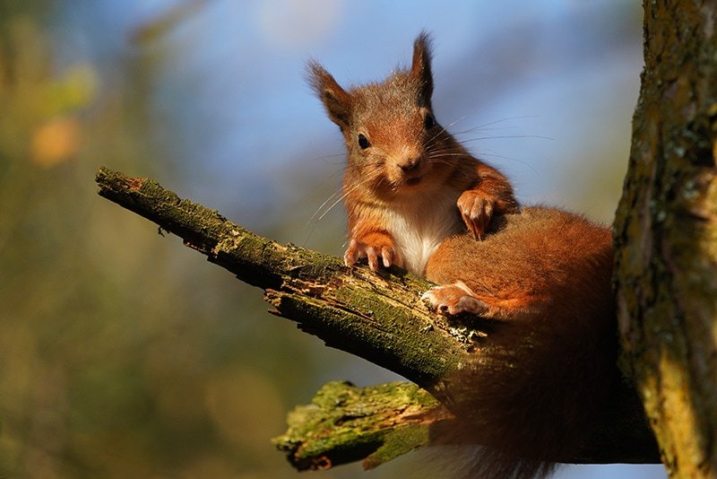 Sony 100-400 Red Squirrel