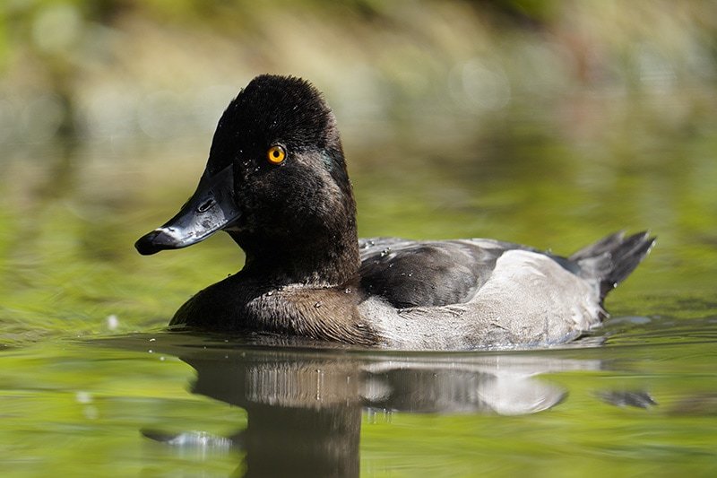 lesser scaup duck shot with Sony FE 200-600