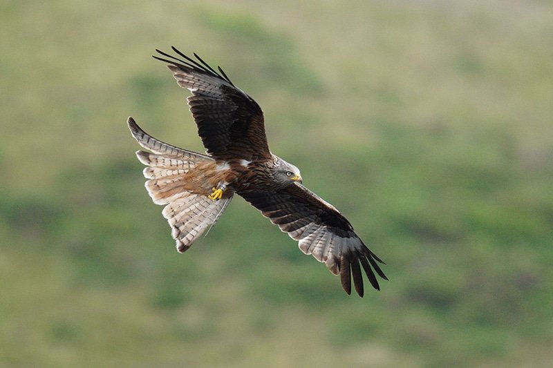 Red Kite shot with Sony FE 200-600