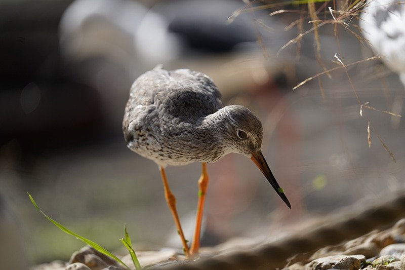 redshank shot with Sony FE 200-600