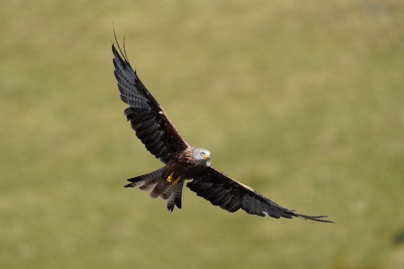 red kite shot with Sony FE 200-600