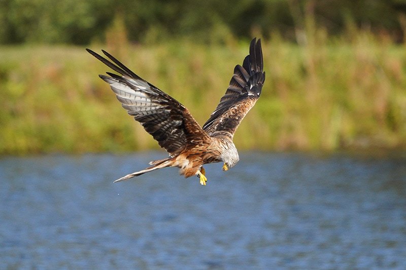 red kite shot with Sony FE 100-400 + 1.4x