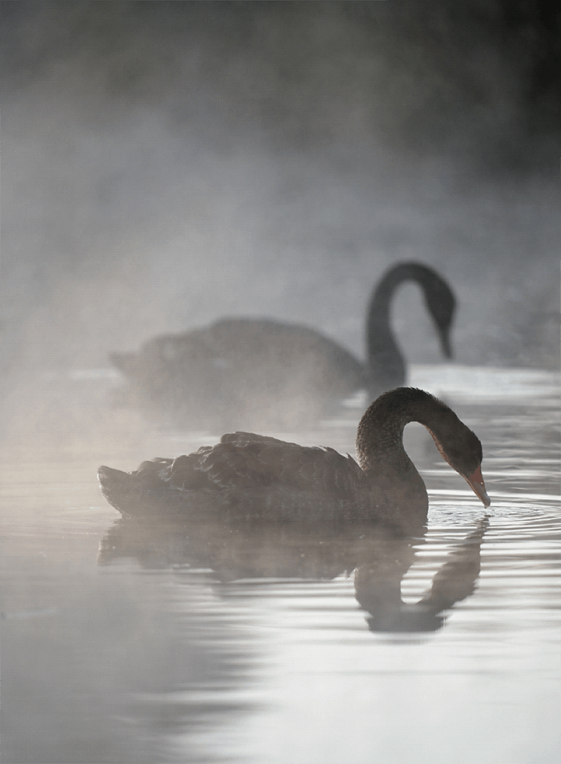 ern reeders black swans
