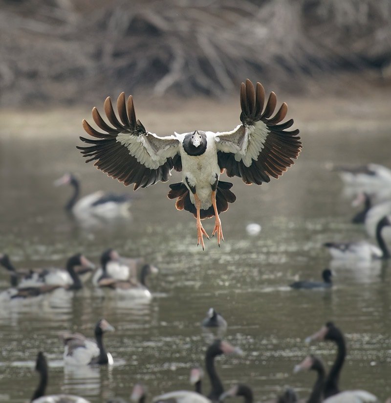 Magpie Goose Landing shot with Sony FE 400 2.8 GM