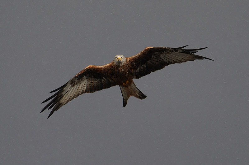 Sony a7RIV Sample Image Red Kite in Flight with Rain