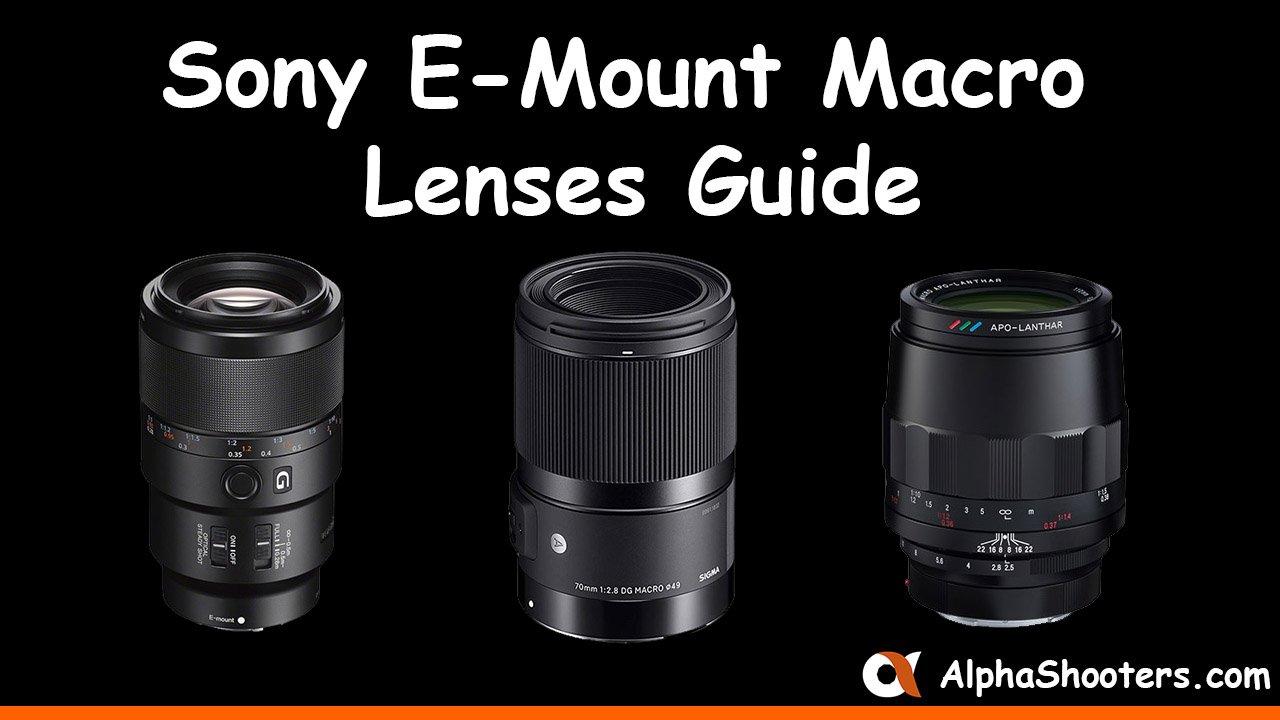 Sony E-Mount Macro Lenses Guide - AlphaShooters.com