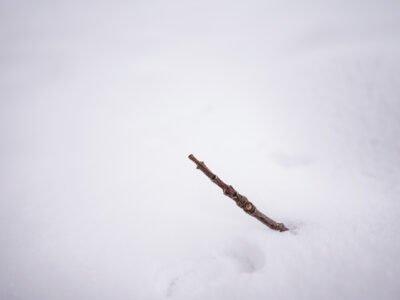 Twig in Snow