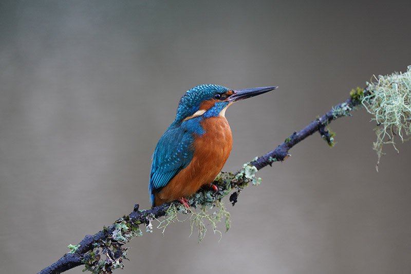 Kingfisher shot with Sony FE 600mm F4