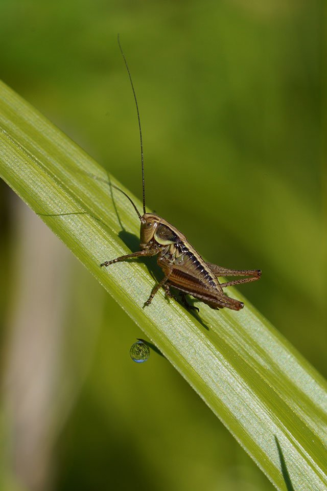 Grass hopper shot with Sony a7R IV and 90mm Macro