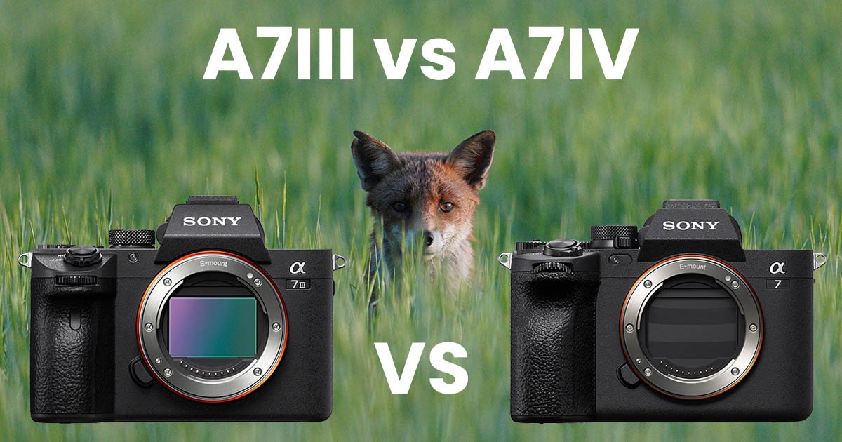 dækning Karu som resultat Sony A7III vs A7IV – The Key Differences - AlphaShooters.com