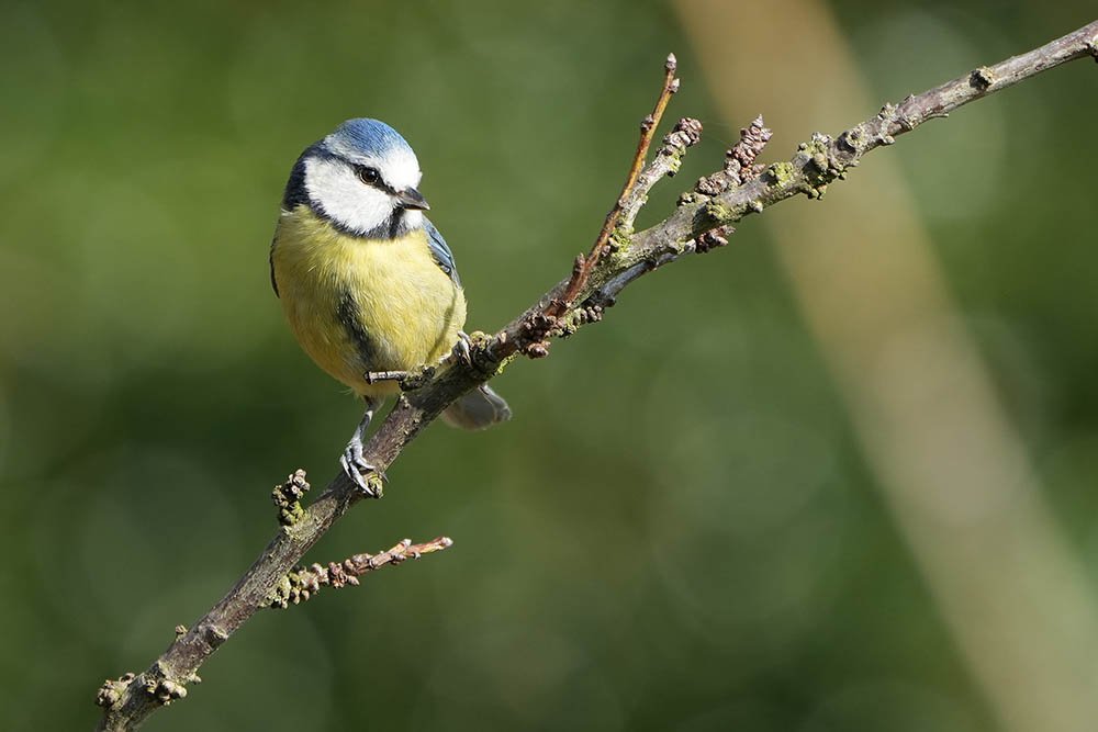 Blue-tit shot with Sony 100-400 GM Lens