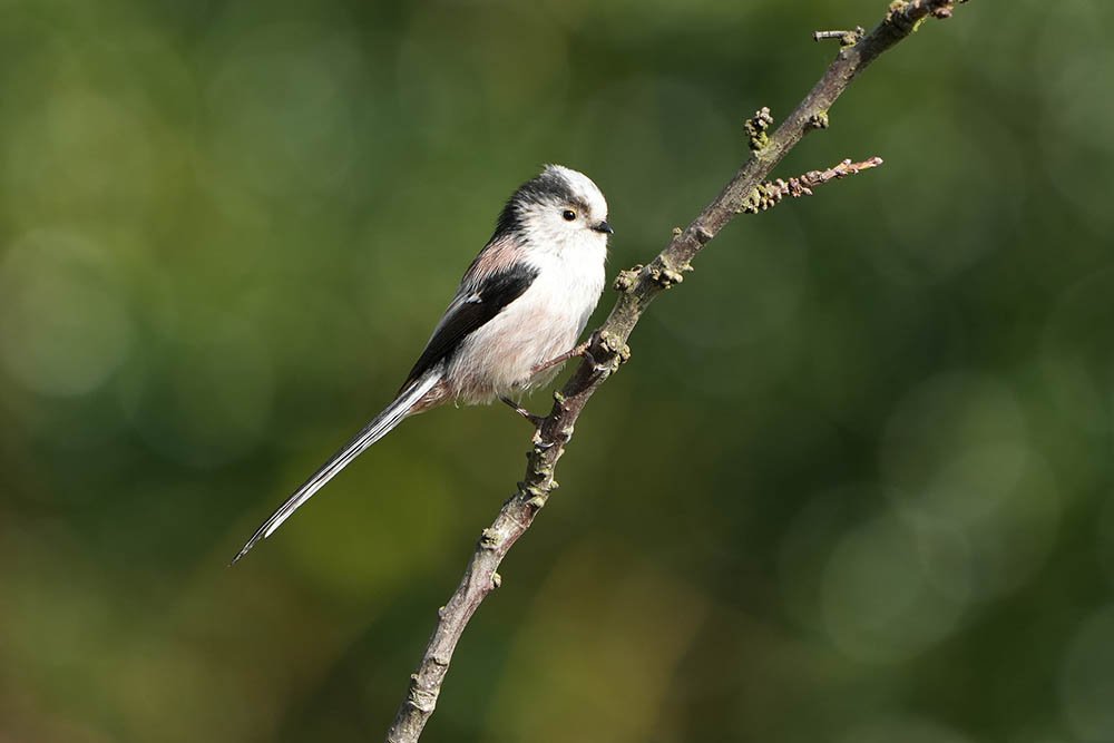 Long-tailed-tit shot with Sony 100-400 GM Lens