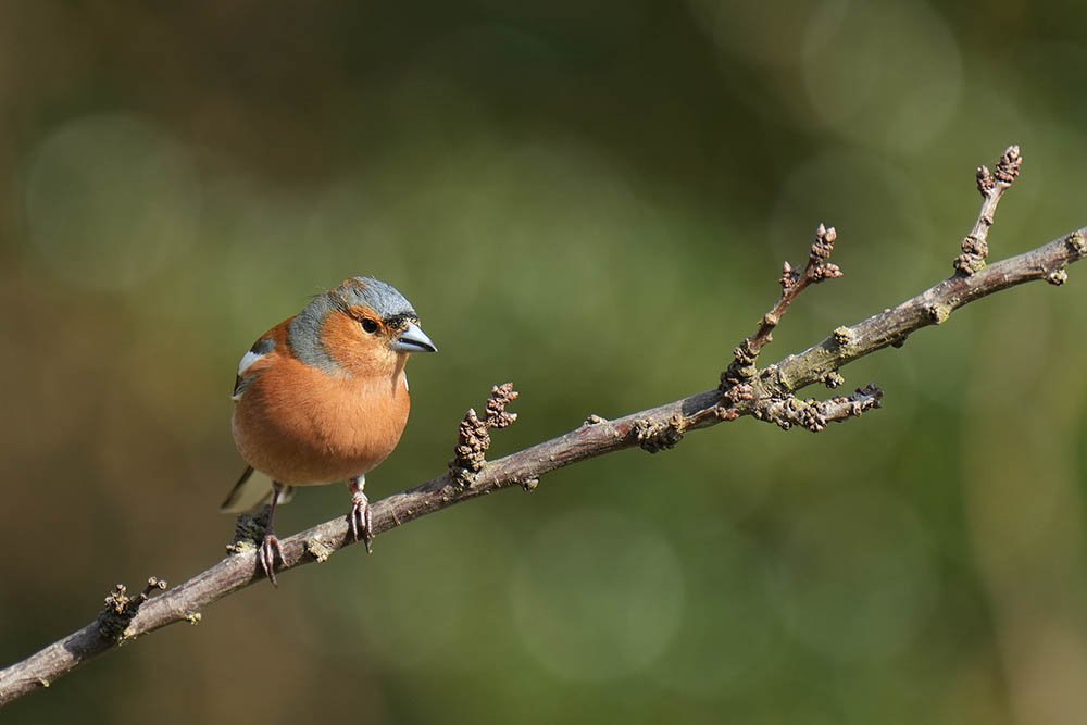 Chaffinch shot with Sony 70-200 + 2x Lens