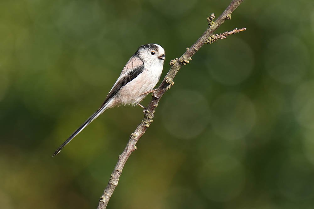 Long-tailed-tit shot with Sony 70-200 + 2x Lens