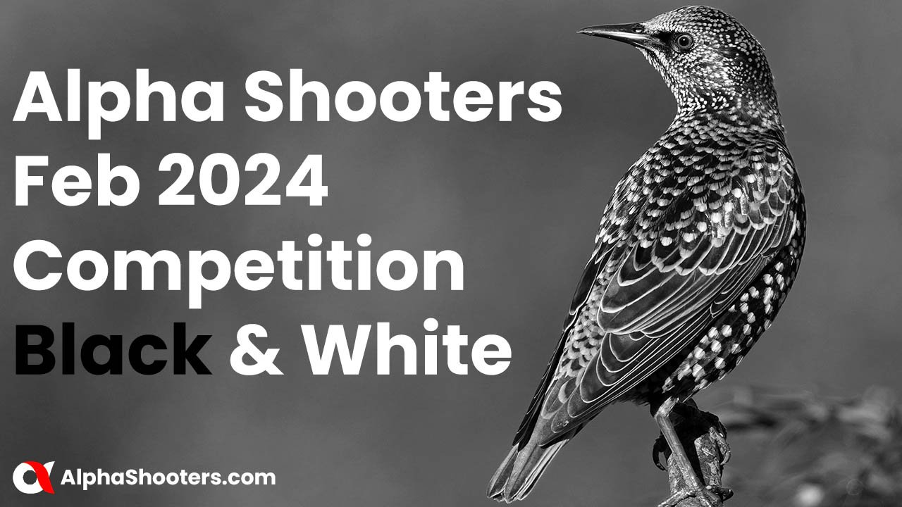 Alpha Shooters Feb 2024 Competition Black & White