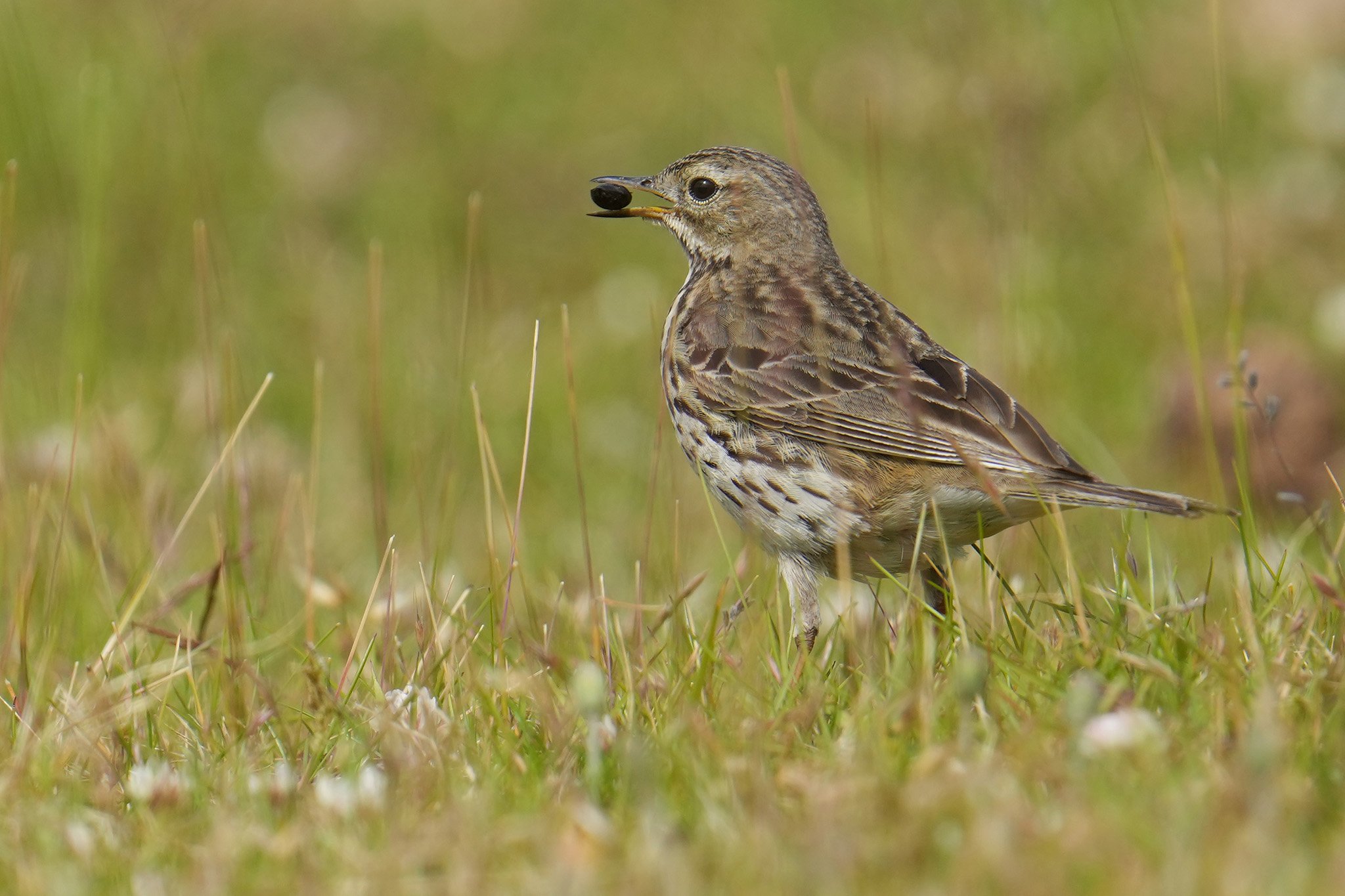 Bird Meadow pipit shot with Sony FE 200-600 F5.6-6.3 G lens.