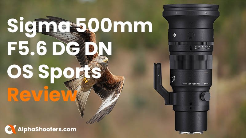 Sigma 500mm F5.6 DG DN OS Sports Review for Sony Wildlife Shooters
