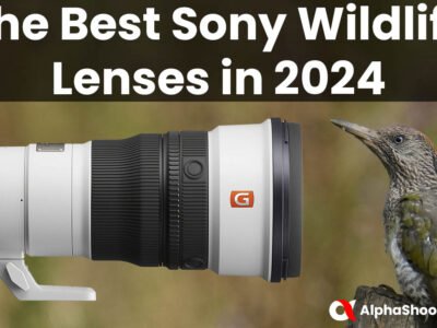 Best Sony Wildlife Lenses in 2024