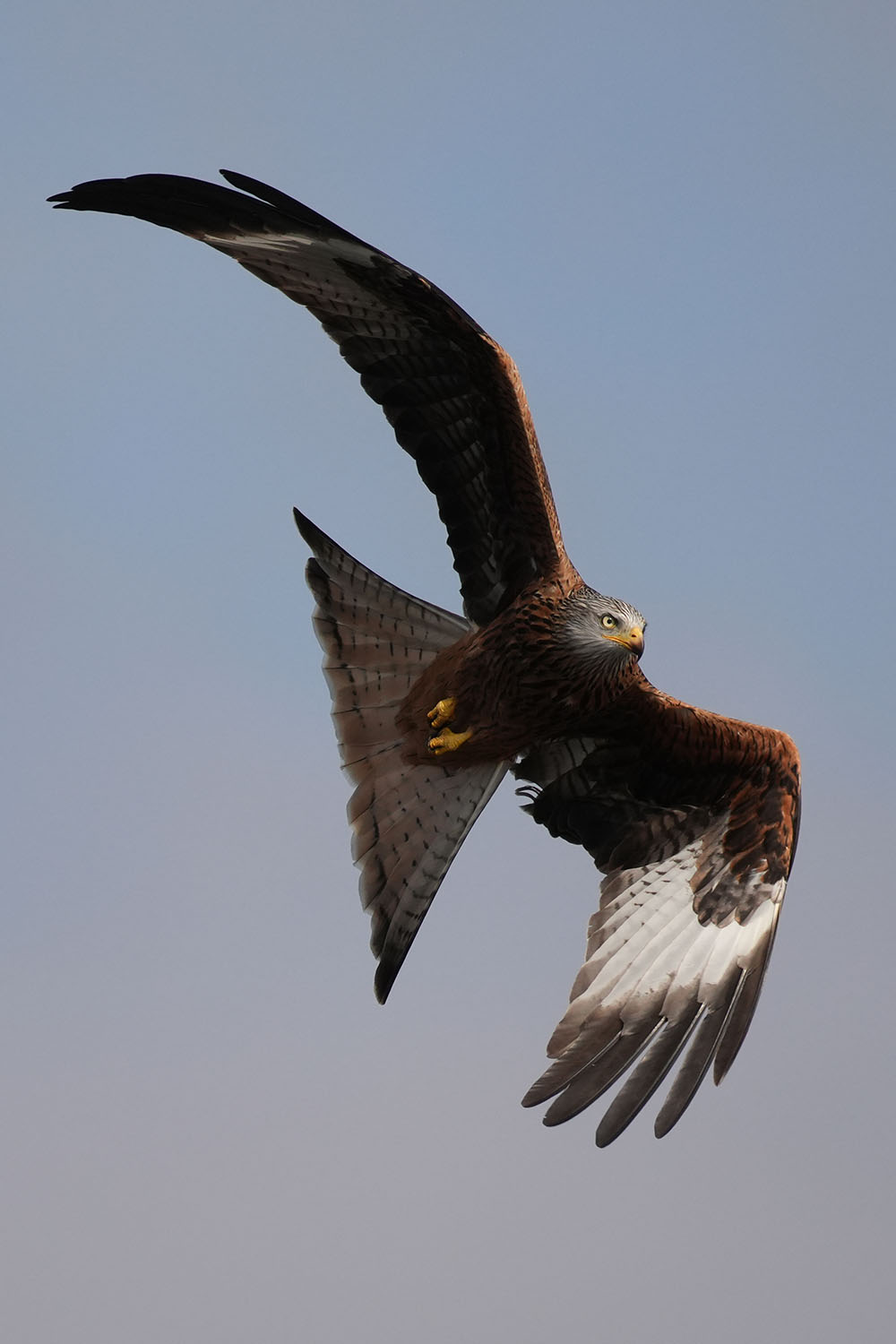 Red Kite Shot with Sony A7RV