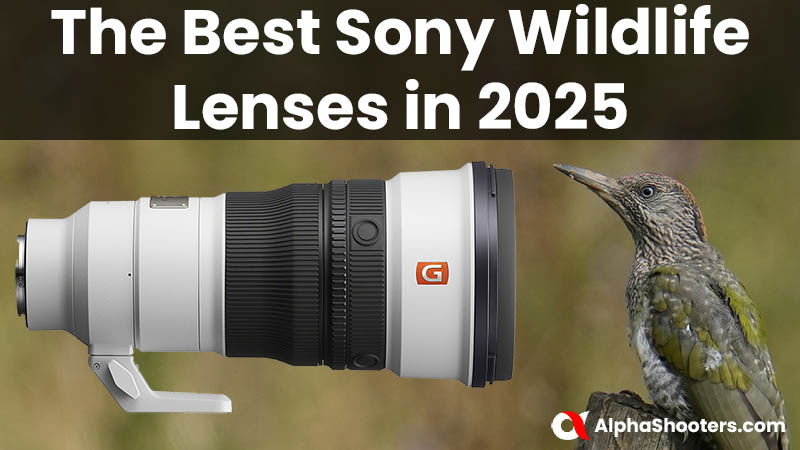 The Best Sony Wildlife Lenses in 2025