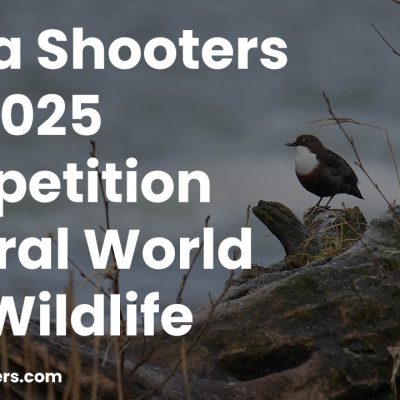 Alpha Shooters February 2025 Competition - Natural World and Wildlife