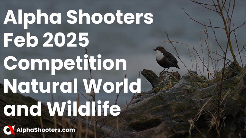 Alpha Shooters February 2025 Competition - Natural World and Wildlife