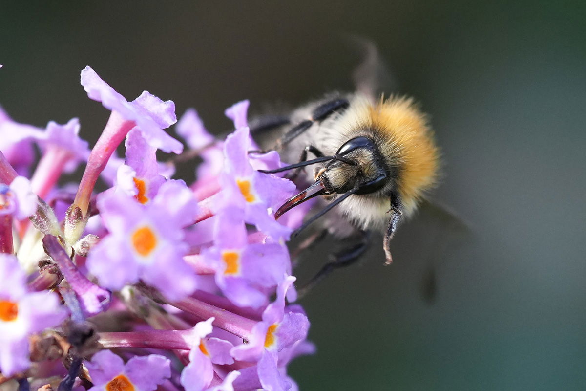 Bee on flower shot with Sony FE 70-200mm F4 Macro G OSS Ⅱ Lens