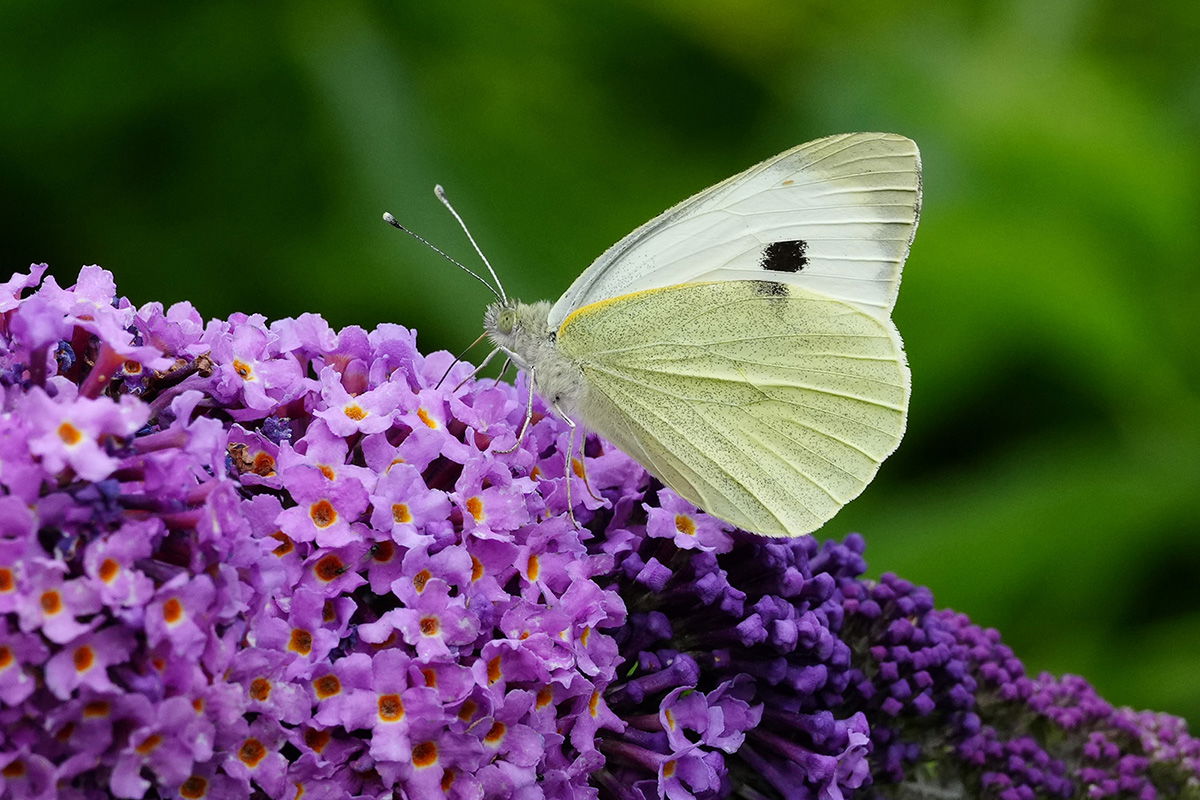 Butterfly taken with the Sony FE 70-200mm F4 Macro G OSS Ⅱ Lens