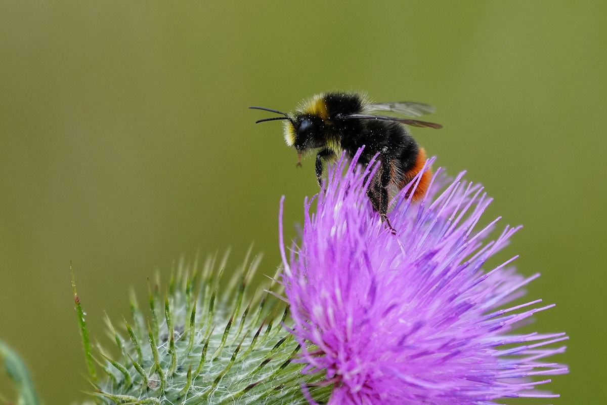 Bee taken with the Sony FE 70-200mm F4 Macro G OSS Ⅱ Lens
