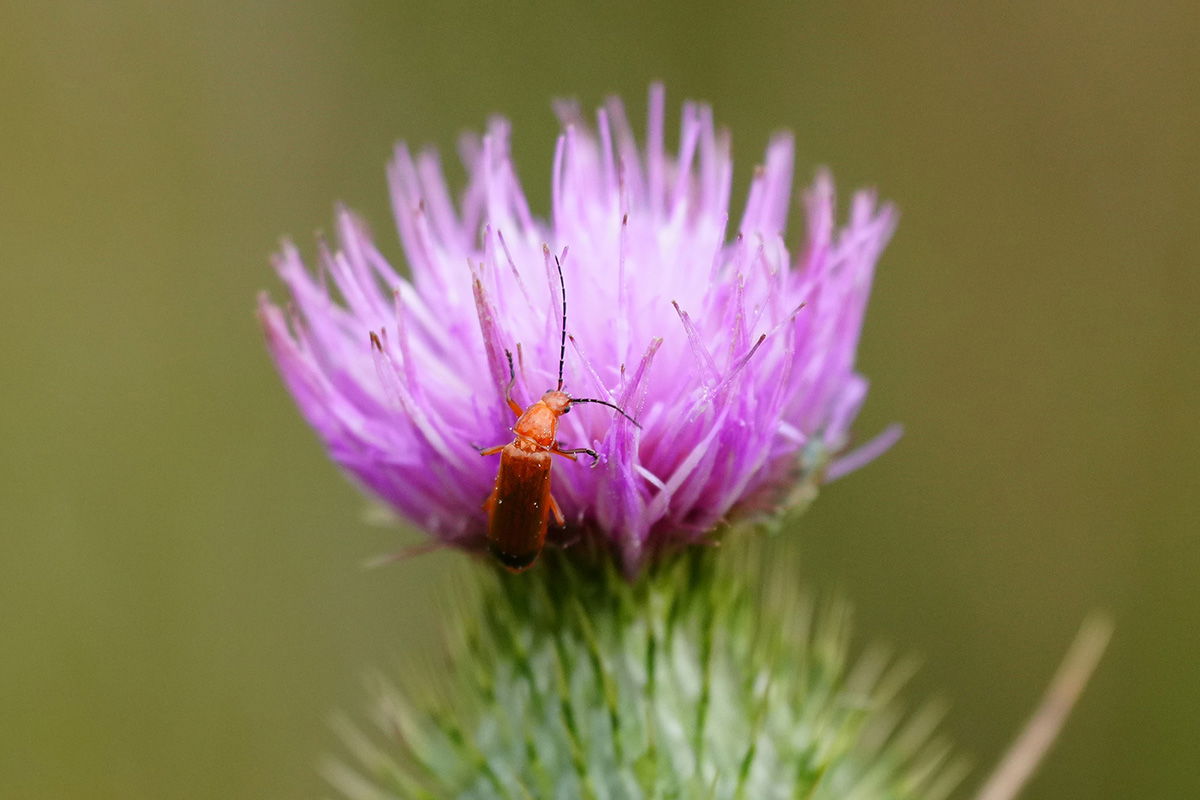 Insect taken with the Sony FE 70-200mm F4 Macro G OSS Ⅱ Lens