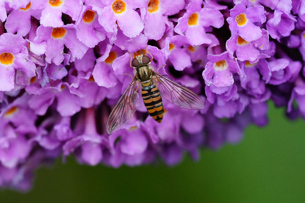 Hover fly taken with the Sony FE 70-200mm F4 Macro G OSS Ⅱ Lens