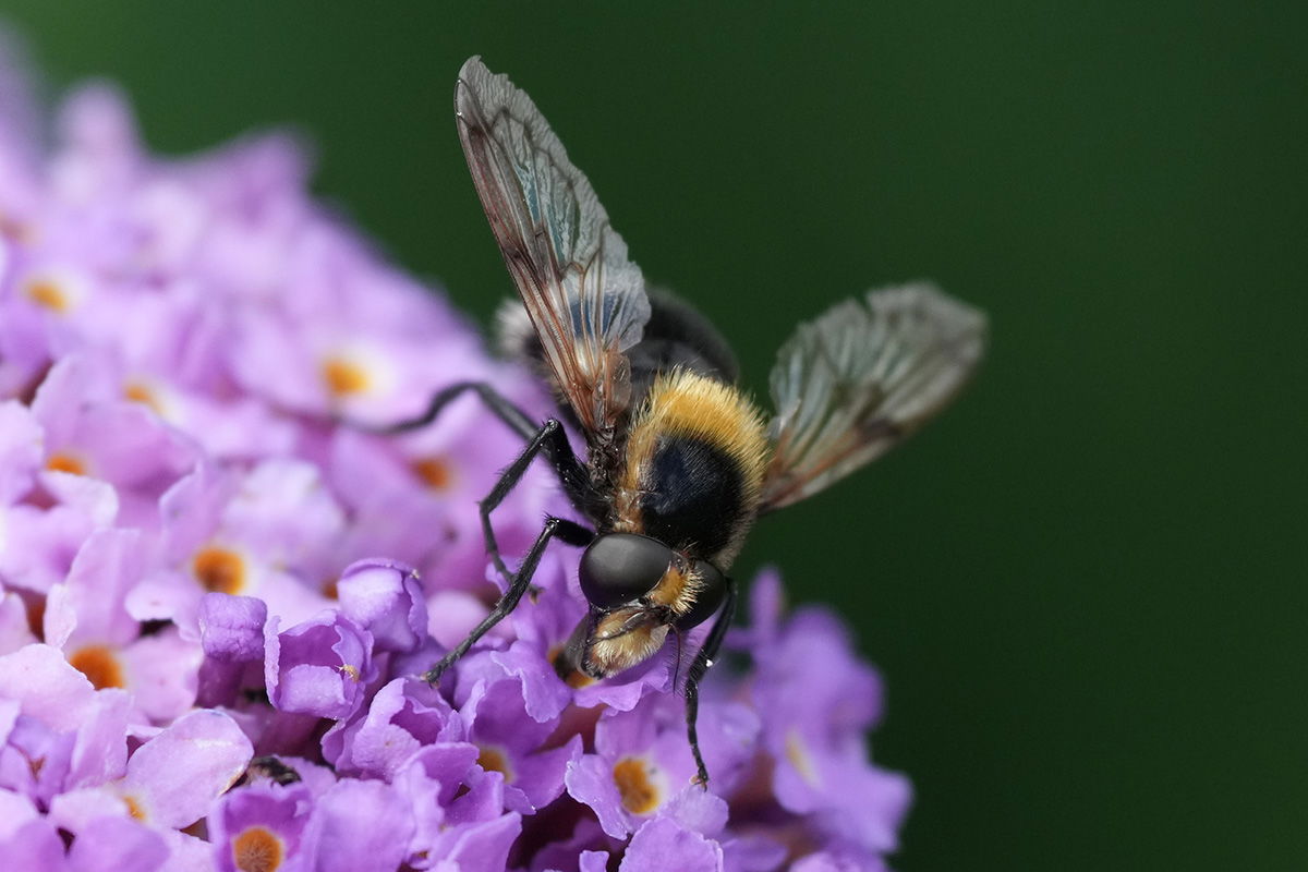 Sony FE 70-200 F4 G II Macro with 1.4x teleconverter