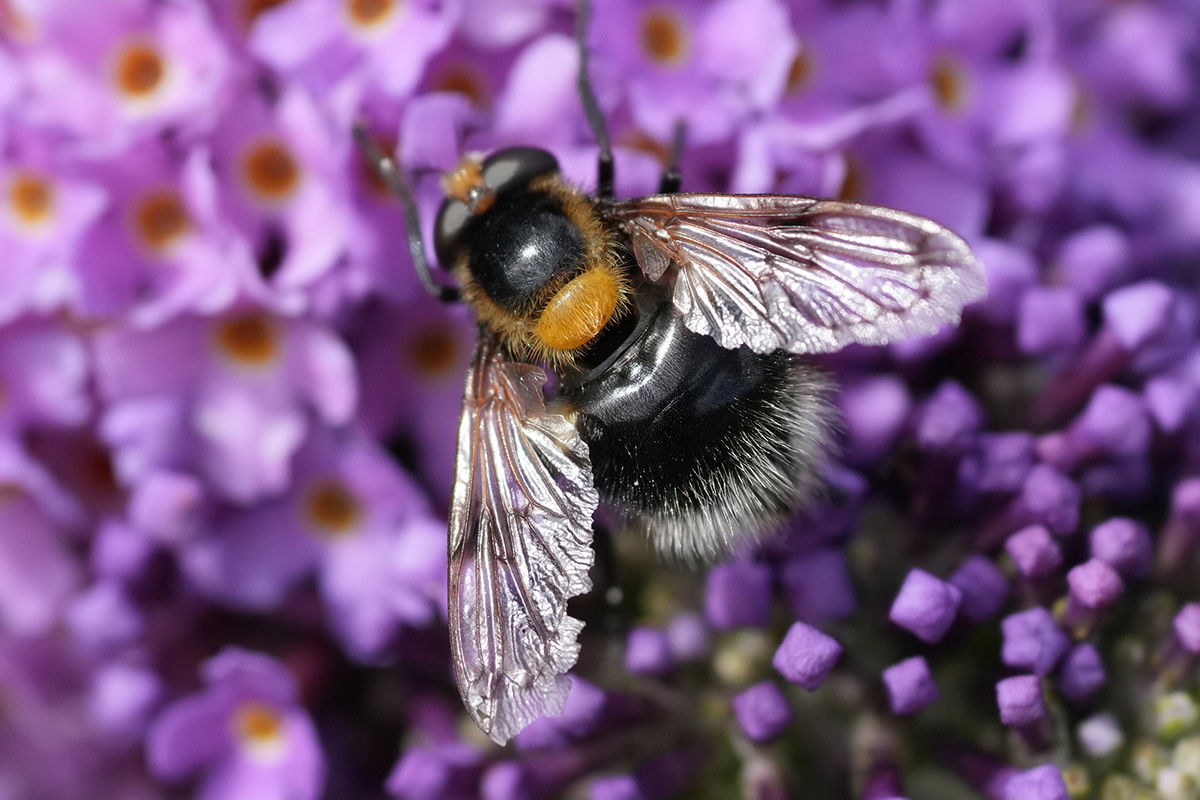 Sony FE 70-200 F4 G II Macro with 1.4x teleconverter
