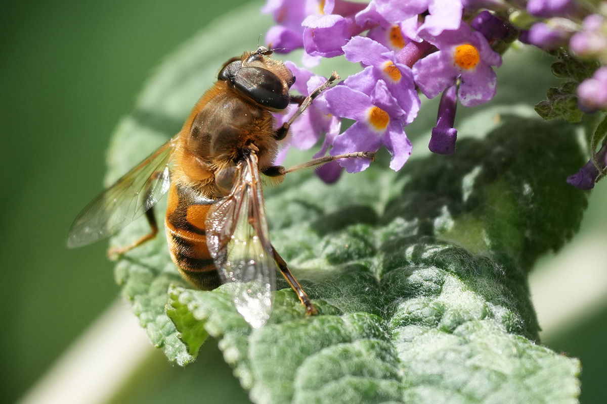 Sony FE 70-200 F4 G II Macro with 1.4x teleconverter