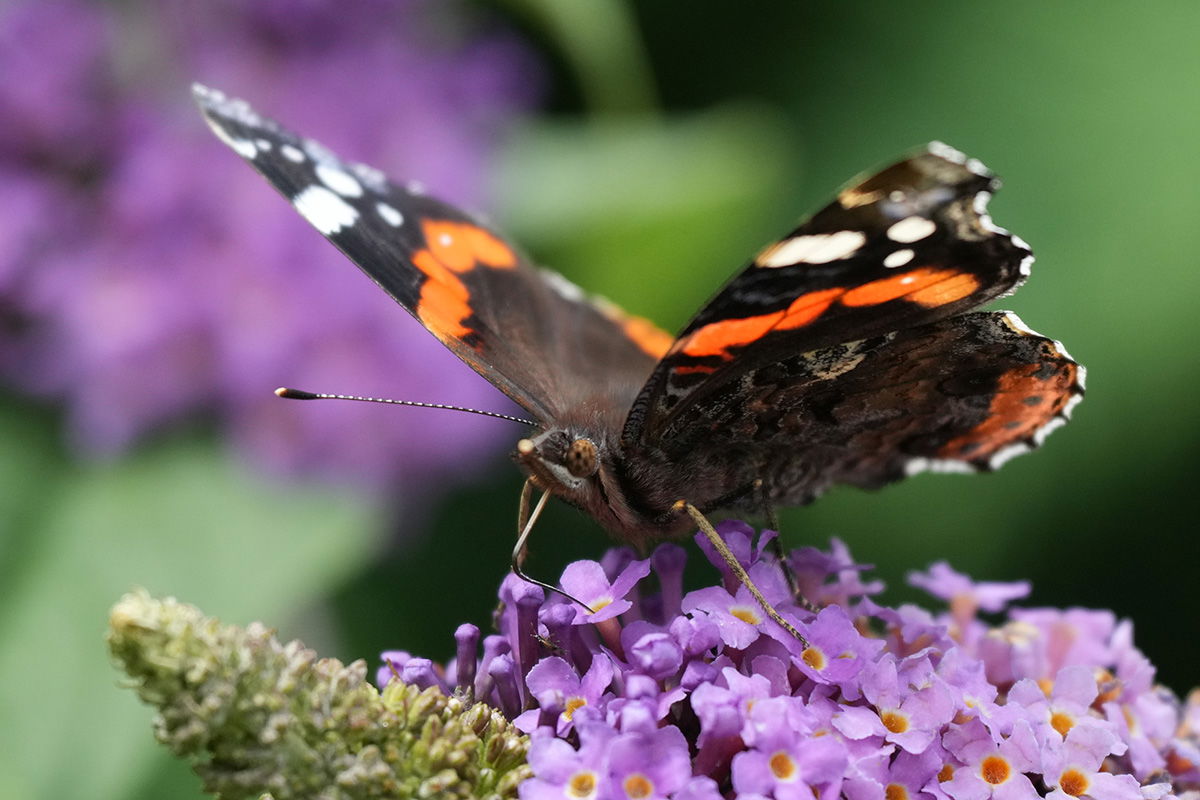 Sony FE 70-200 F4 G II Macro with 2x teleconverter