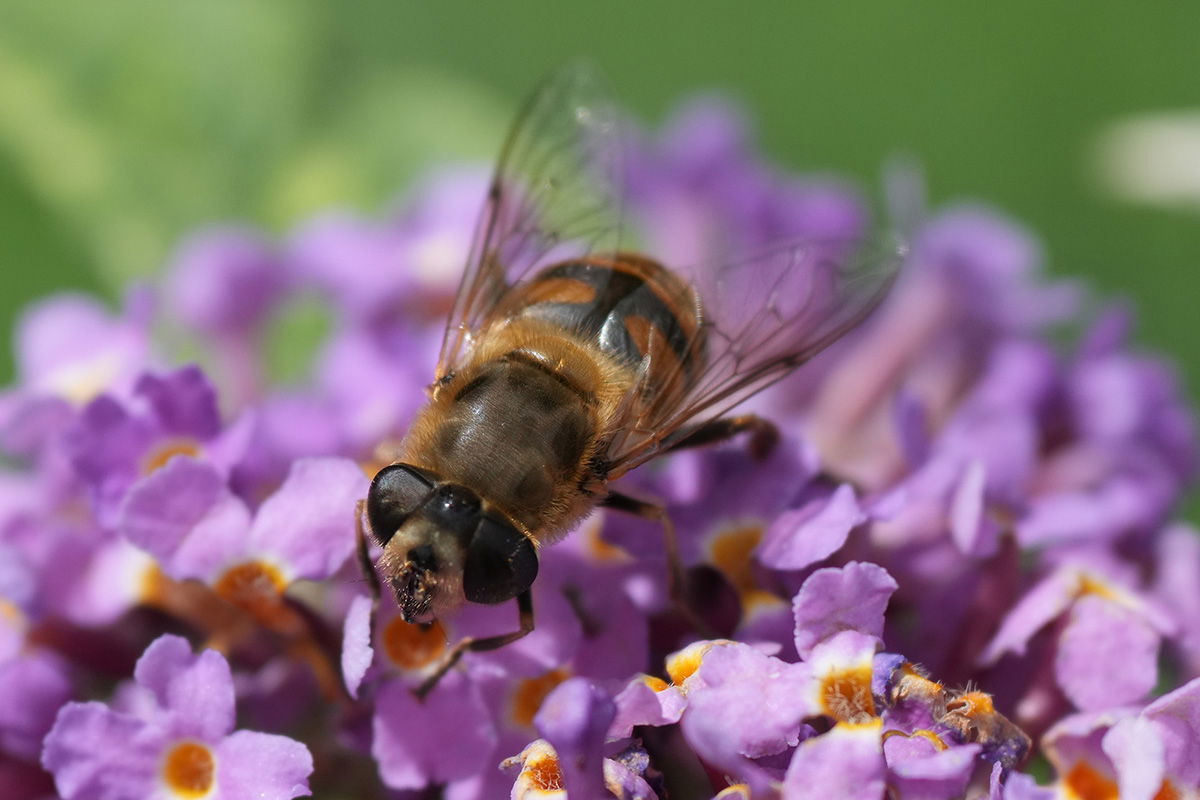 Sony FE 70-200 F4 G II Macro with 2x teleconverter